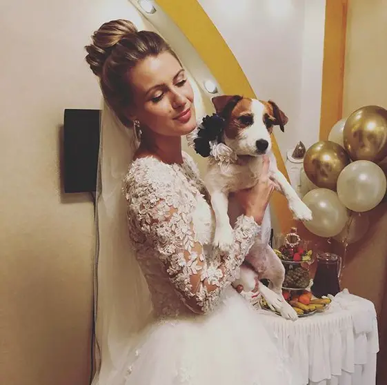 a bride in her wedding dress carrying a Jack Russell Terrier