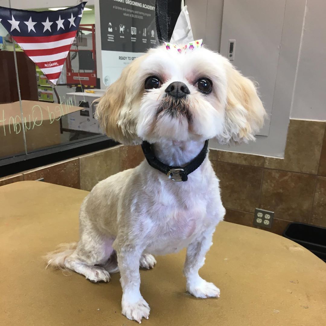 freshly groomed Shih Tzu with a summer haircut sitting on top of the grooming table while looking up.