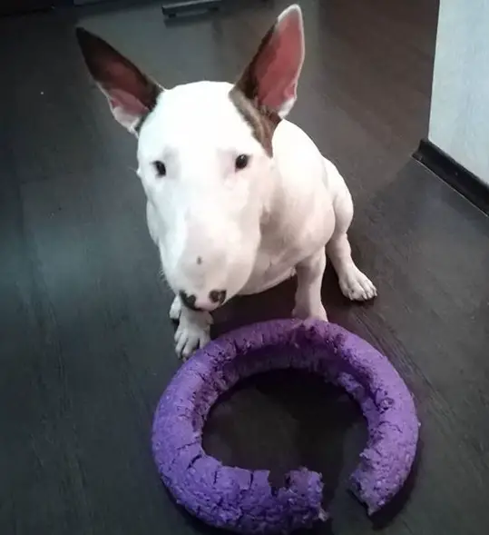 Bull Terrier siting on the floor with chewed bagel