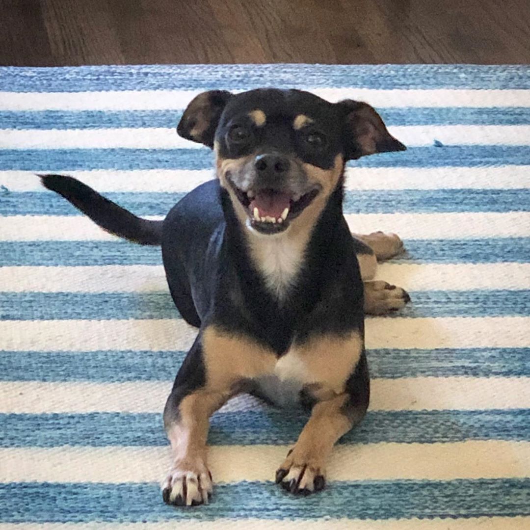A happy Miniature Pinscher lying on the carpet