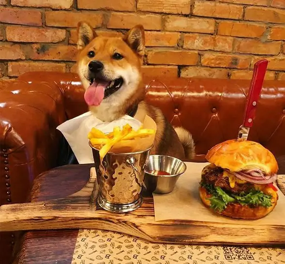 A Shiba Inu sitting on the couch behind the table with large fries and burgers on top