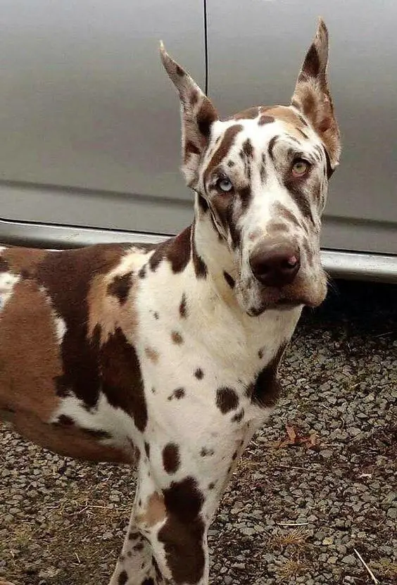 brown and white patterned Great Dane dog with blue and yellow eyes