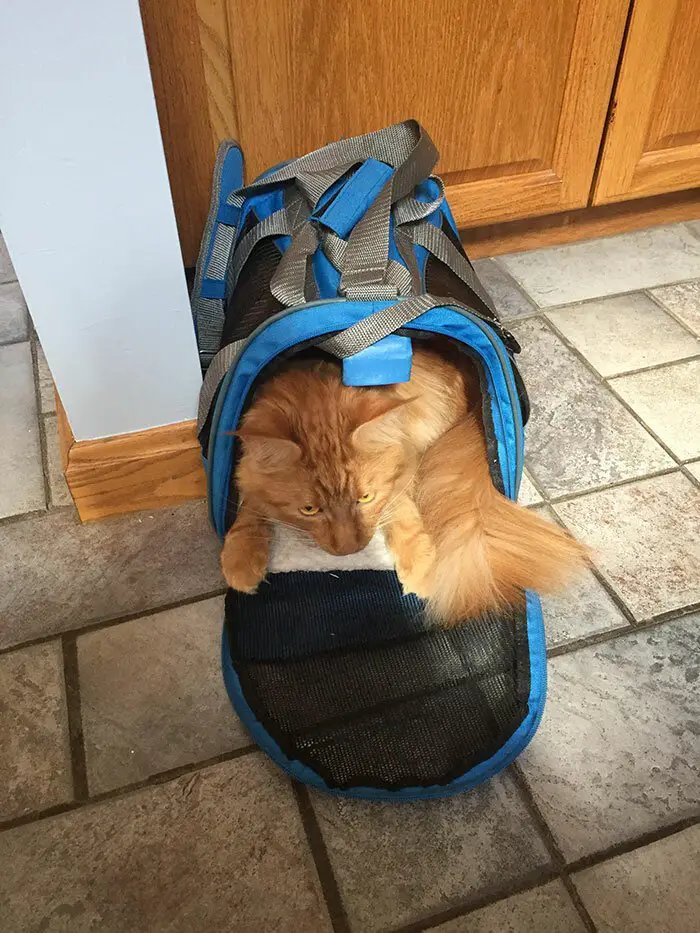 A Maine Coon Cat lying inside the bag