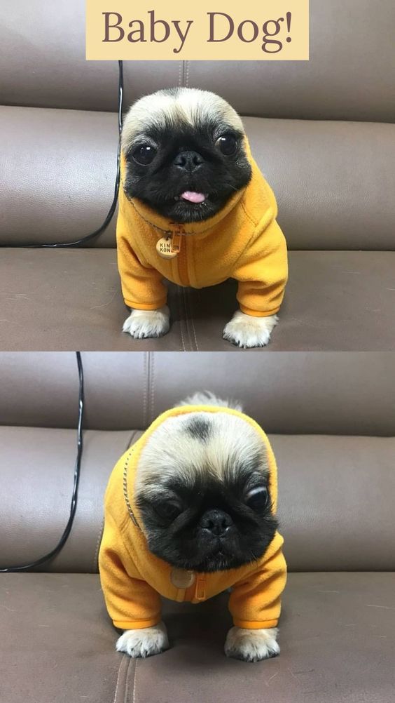 Pug on a couch wearing a yellow sweater