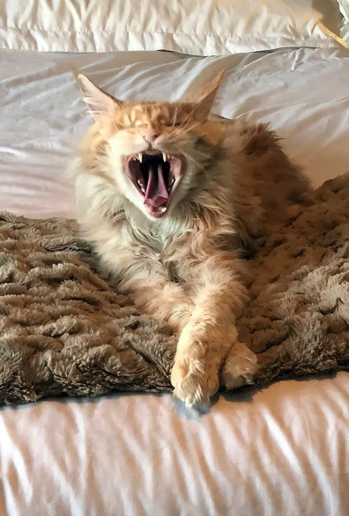 A Maine Coon Cat lying on the bed while yawning