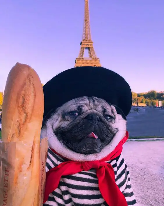 Pug with a bread and eifel tower behind