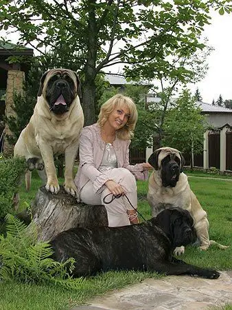 a lady sitting on a chopped tree trunk with its Mastiff dogs resting on the green grass