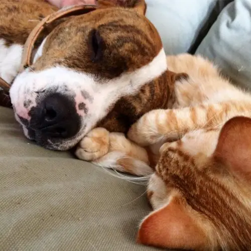 A Pitbull sleeping on the couch with a cat