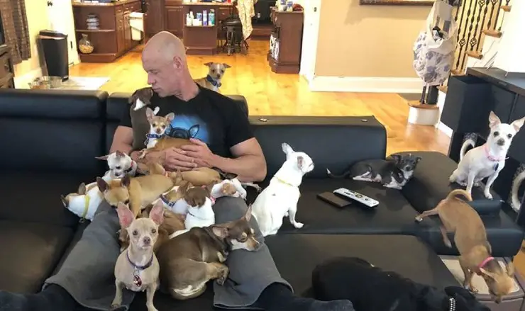A man sitting on the couch with his Chihuahuas