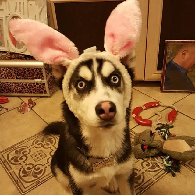 A Husky wearing a pink bunny ears while sitting on the floor