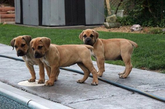 Mastiff puppies taking a walk in the street