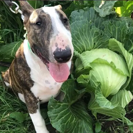 Bull Terrier sitting in the vegetable garden beside a large cabbage