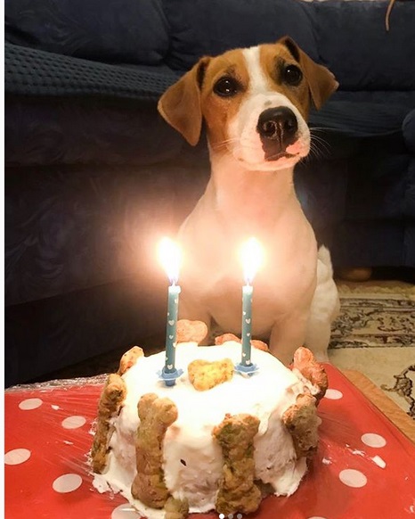 Terrier sitting on the carpet behind its birthday cake with lit candle