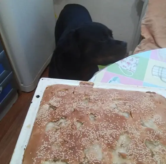 A Rottweiler standing on the floor behind the cake on top of the table