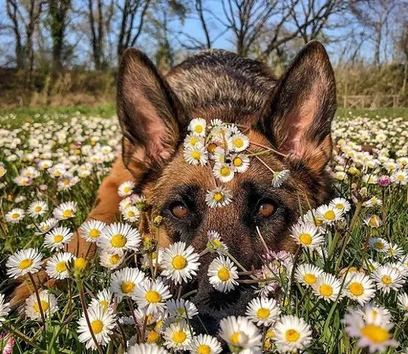 German Shepherd lying down in the field of daisies
