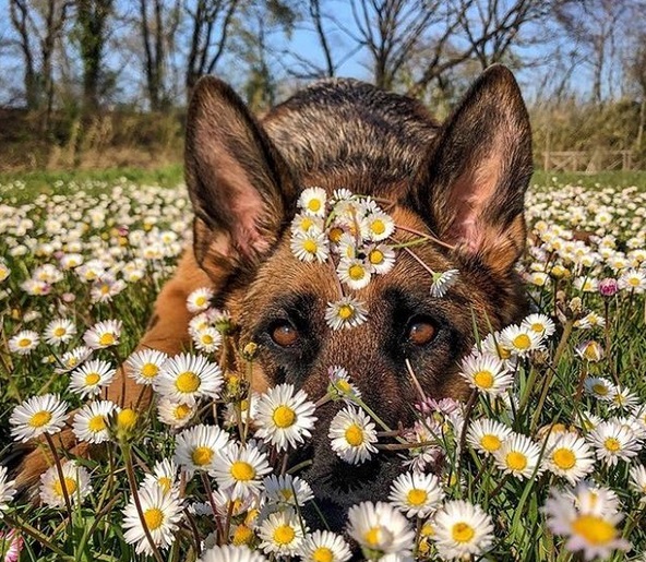 German Shepherd lying down in the field of daisies