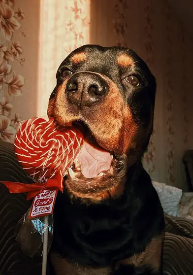 A Rottweiler sitting on the bed while biting the heart candy
