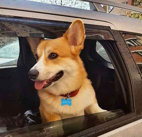 Corgi standing behind the car window