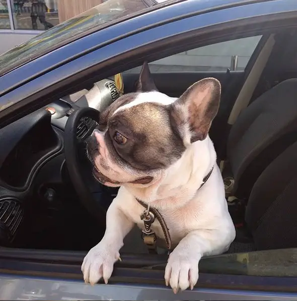 A French Bulldog inside the drivers seat while leaning towards the window