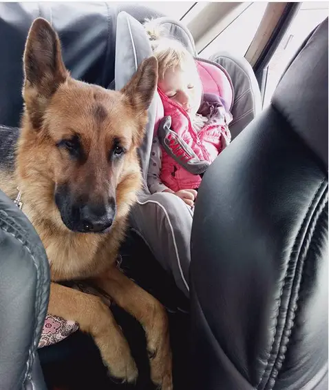 German Shepherd Dog in the backseat with a sleeping kid