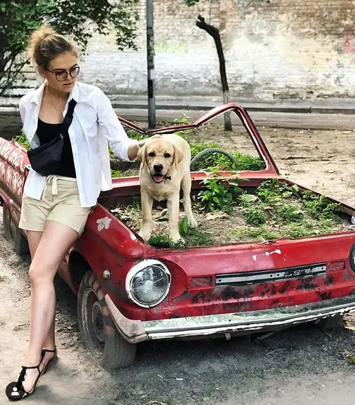A woman standing beside a car raised garden bed with a Yellow Labrador puppy standing on top of it