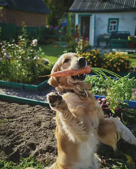 Golden Retriever standing up in the garden with a harvested carrot in its mouth