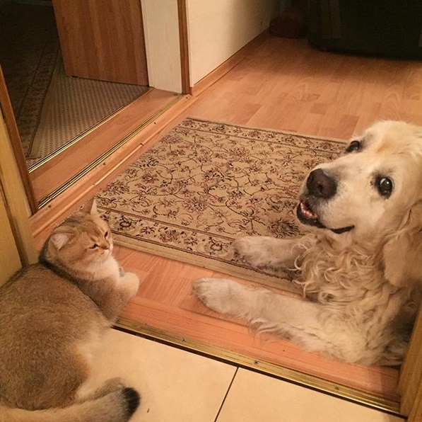 Golden Retriever lying down on the floor facing the cat