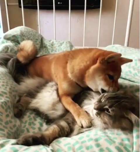 A Shiba Inu playing with the cat while lying on the bed