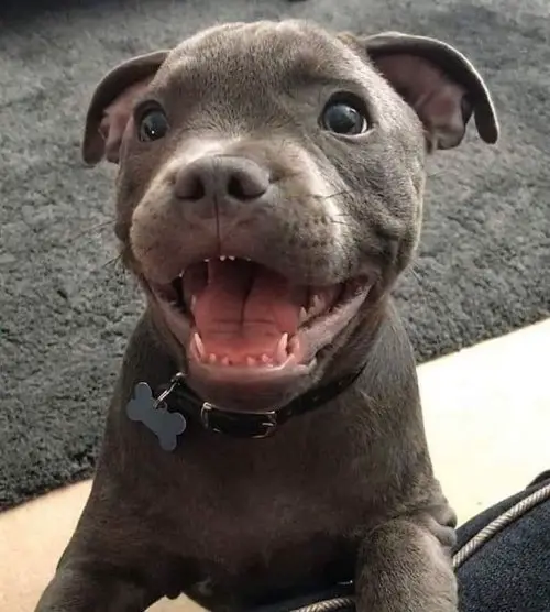 A happy Pitbull puppy leaning towards the couch