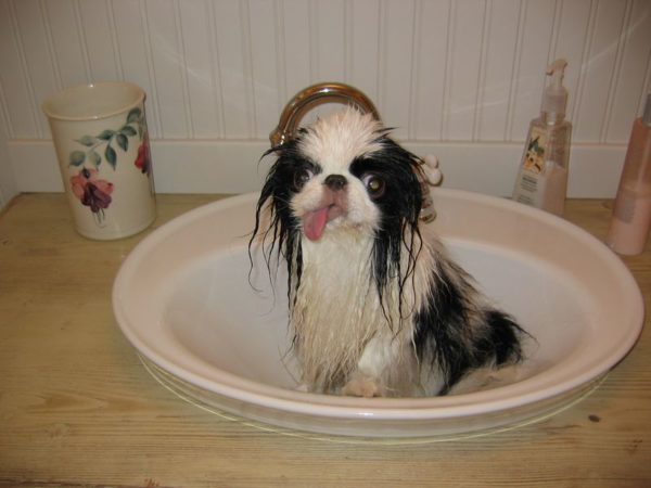 A wet Japanese Chin sitting inside a sink with its tongue sticking out
