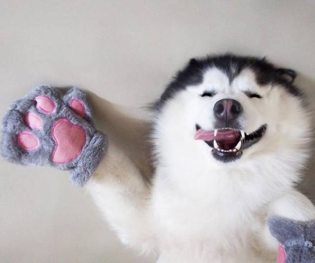 A Siberian Husky lying on the floor while smiling with its tongue out on the side of its mouth while wearing a bear gloves