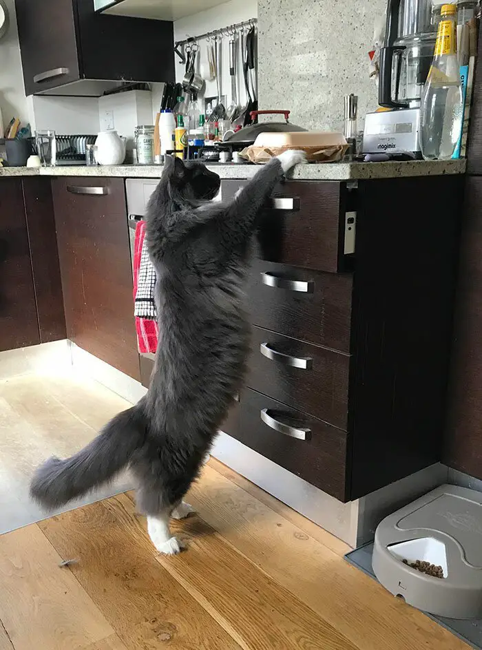 A Maine Coon Cat standing up and reaching the food on top of the counter