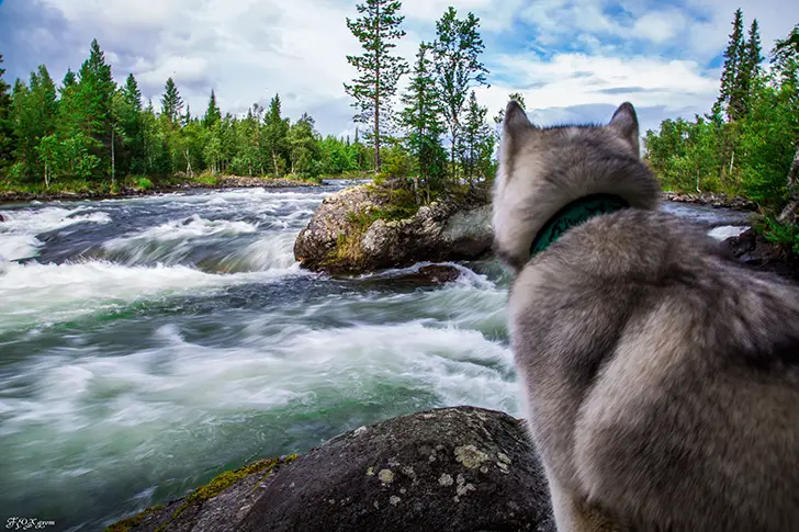 A Husky sitting on the rocks while looking at the waterfalls in front of him