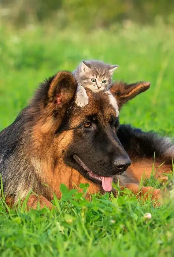 A German Shepherd dog lying on the green grass with a kitten on top of its head