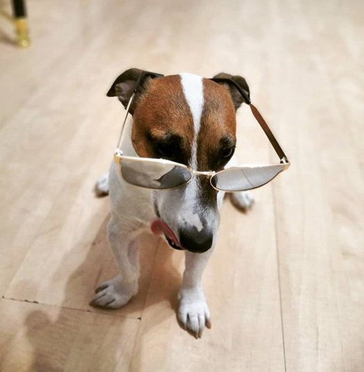 Jack Russell Terrier wearing sunglasses while sitting on the floor and licking its mouth