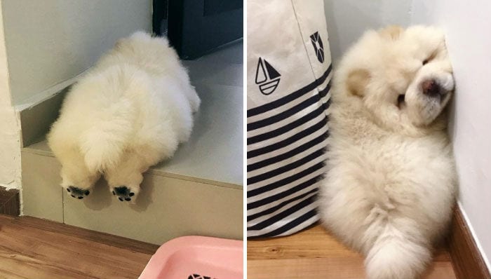 collage photo of chow chow sleeping on the floor and sleeping on the corner of the wall while sitting