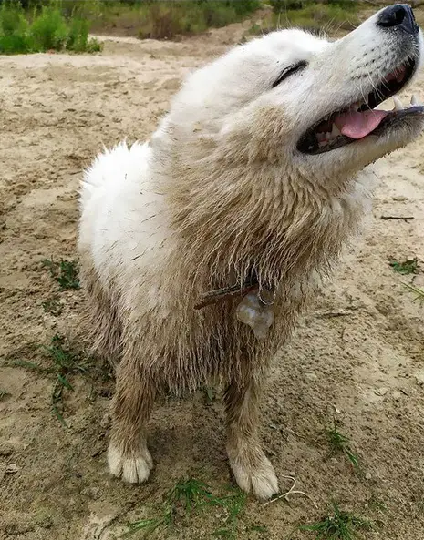 A Samoyed Dog with dirt all over its body while standing on the ground while looking up and smiling