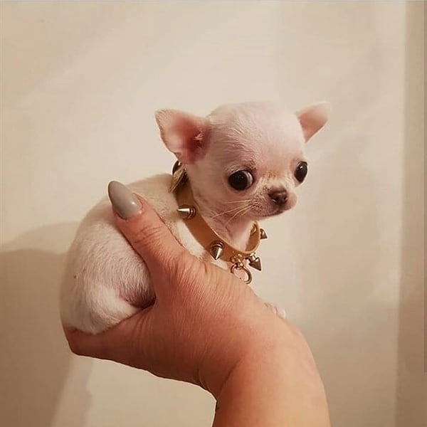 holding a tiny white Chihuahua with one hand
