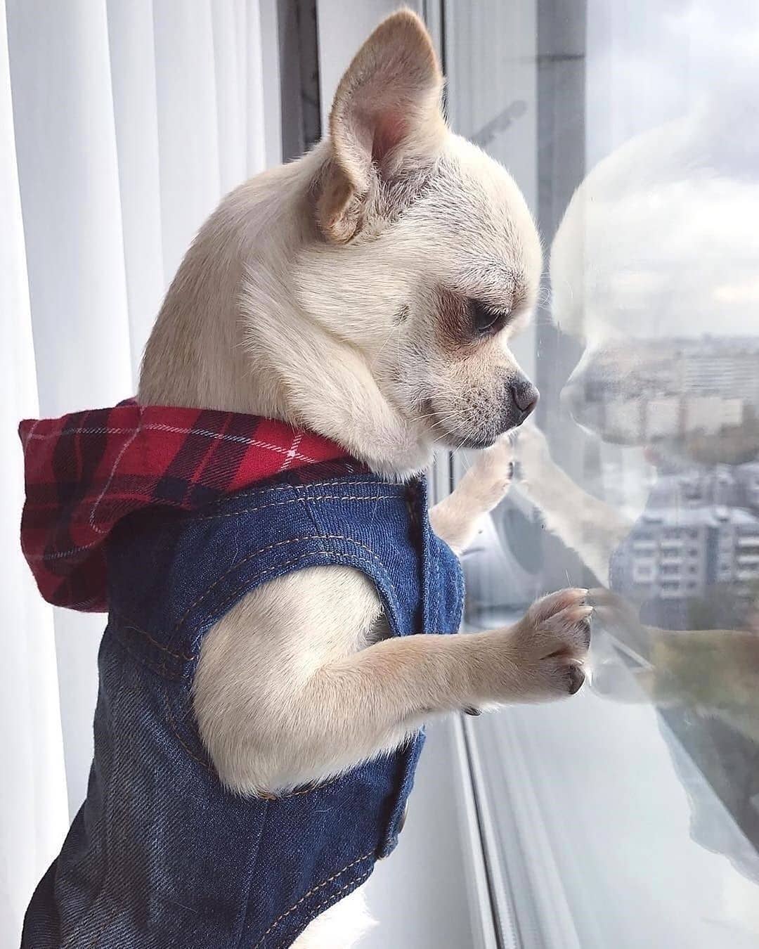 Chihuahua wearing a denim sleeves top with red checkered hoodie while looking out the window