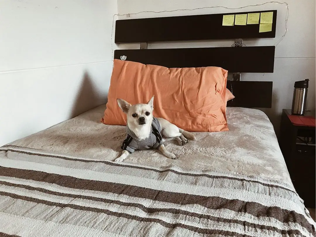Chihuahua lying on top of the bed