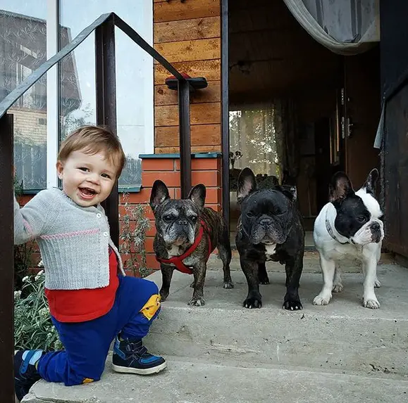 three French Bulldogs standing in the front door while a kid is kneeling on the side of the stairs