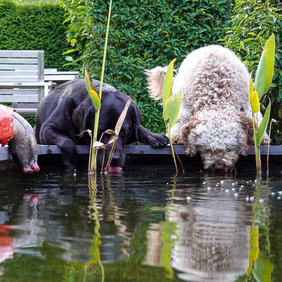 A Lagotto Romagnolo standing on the wooden platform next to a labrador while drinking some water from the lake