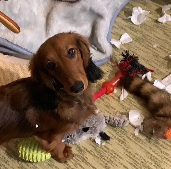Dachshund sitting on the floor torn plastics and its toys