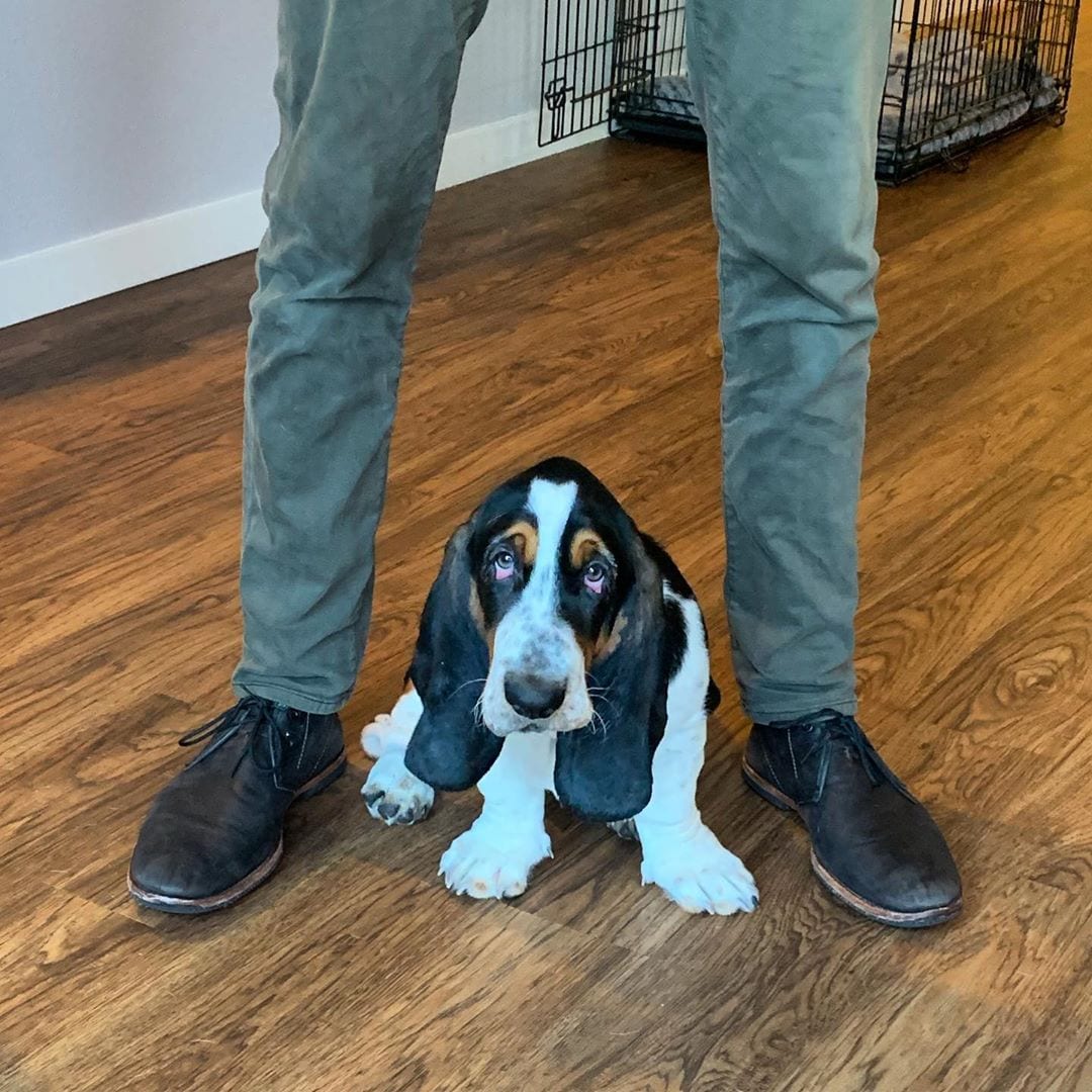 Basset Hound Dog puppy sitting in between a standing man