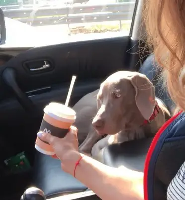 A Weimaraner lying in the passenger seat while staring at the cup of drink of the woman