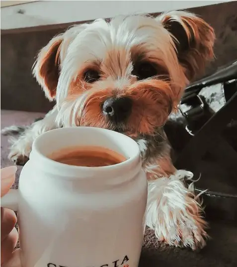 Yorkshire Terrier lying behind a cup of coffee behind held by a woman