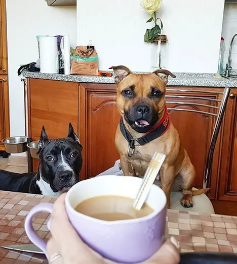A Staffordshire Bull Terrier standing on the floor behind the table and a cup of coffee in the hand of woman