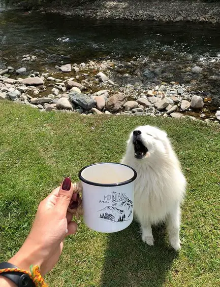 A Samoyed Dog sitting on the grass behind the woman holding a cup of drink
