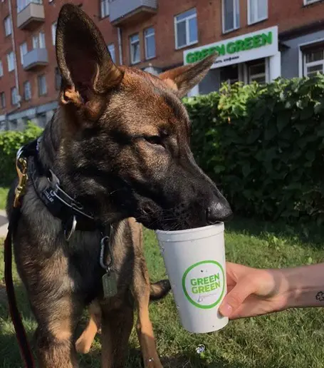 German Shepherd Dog sitting on a green grass while drinking from a cup