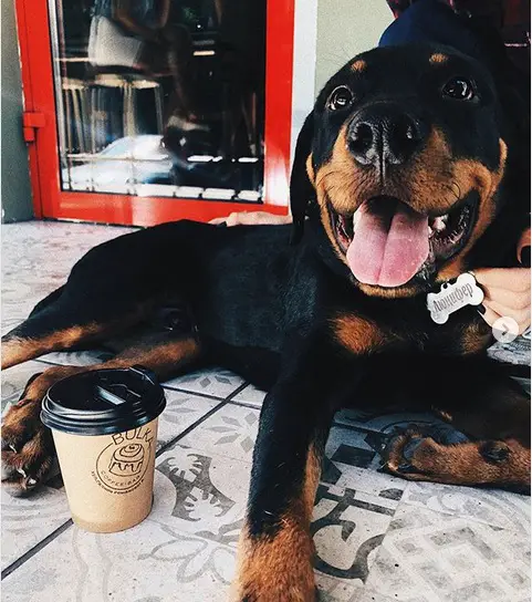 A Rottweiler puppy lying on the floor behind its cup of coffee